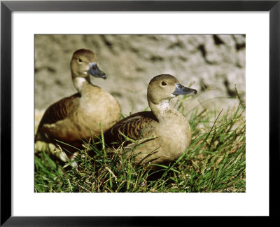 Javan Whistling Duck, Zoo Animal by Stan Osolinski Pricing Limited Edition Print image