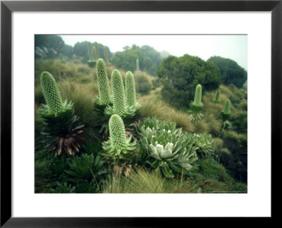 Water Frilled Lobelia, Mout Kenya, Africa by Richard Packwood Pricing Limited Edition Print image