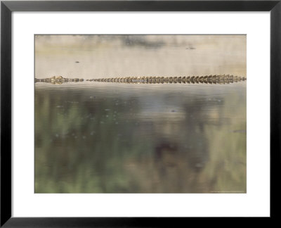 Nile Crocodile In Pool In Boteti River, Botswana by Richard Packwood Pricing Limited Edition Print image
