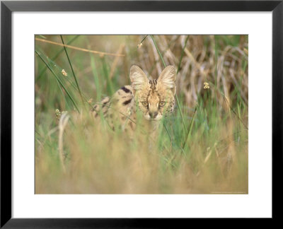 Serval, Hiding In Reeds By Khwai River, Botswana by Richard Packwood Pricing Limited Edition Print image