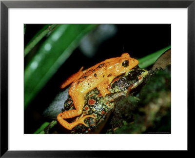 Golden Toad, Mating Monteverde, Costa Rica by Chris Perrins Pricing Limited Edition Print image