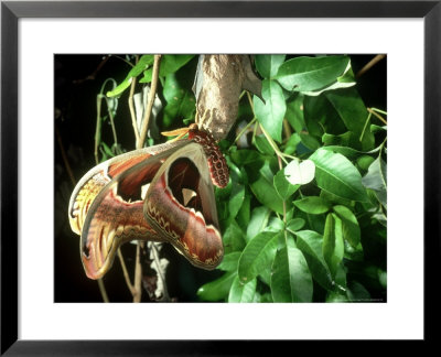Atlas Moth On Cocoon, Java, Indonesia by Mary Plage Pricing Limited Edition Print image