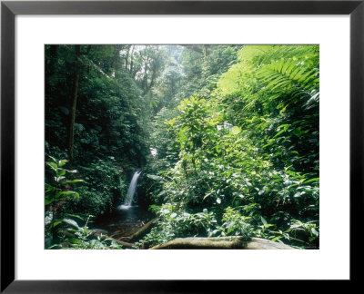 Monteverde Cloud Forest, Costa Rica by Mary Plage Pricing Limited Edition Print image