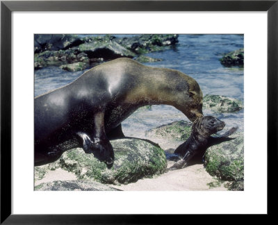 Galapagos Sea Lion, With Pup, Galapagos Islands by Mary Plage Pricing Limited Edition Print image