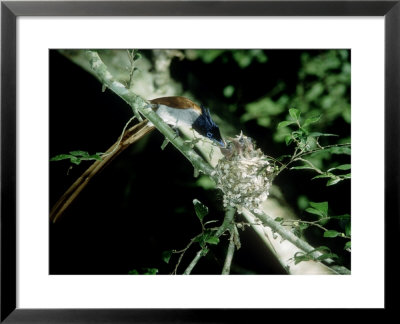 Paradise Flycatcher, Sri Lanka by Mary Plage Pricing Limited Edition Print image