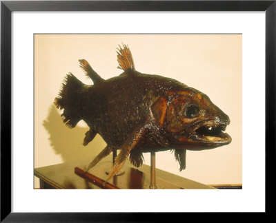 Coelacanthe In The East London Museum, South Africa by Mary Plage Pricing Limited Edition Print image