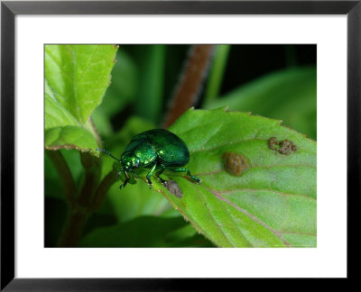 Mint Leaf Beetle, Feeding On Leaf, Oxon, Uk by Keith Porter Pricing Limited Edition Print image