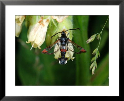 Red-Tipped Clearwing Moth, Adult Feeding, Cambridgeshire, Uk by Keith Porter Pricing Limited Edition Print image