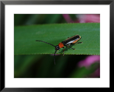 Soldier Beetle, Adult Hunting, Cambridgeshire, Uk by Keith Porter Pricing Limited Edition Print image