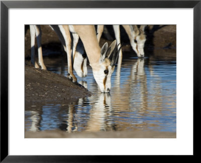 Springbok, Nxai Pan, Botswana by Mike Powles Pricing Limited Edition Print image