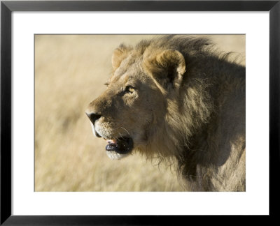African Lion, Male Head, Botswana by Mike Powles Pricing Limited Edition Print image