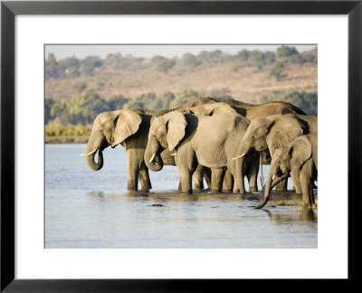 Africa Elephant, Female Group Drinking, Botswana by Mike Powles Pricing Limited Edition Print image