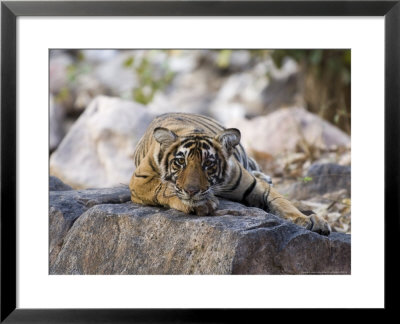 Bengal Tiger, 10 Month Old Cub Lying, India by Mike Powles Pricing Limited Edition Print image