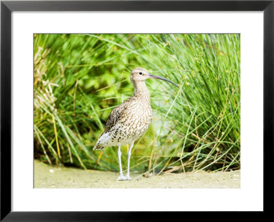Curlew, Adult, Uk by Mike Powles Pricing Limited Edition Print image