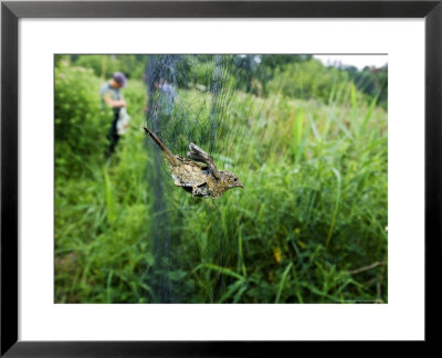 Robin, Bird Ringing, Juvenile In Mist Net, Uk by Mike Powles Pricing Limited Edition Print image