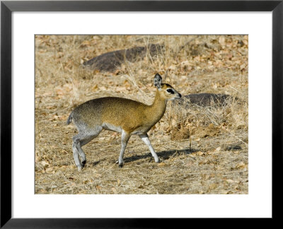 Klipspringer, Adult Female, Tanzania by Mike Powles Pricing Limited Edition Print image