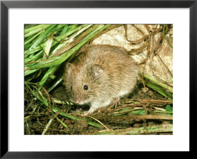 Field Vole, Surrey, Uk by Robin Redfern Pricing Limited Edition Print image