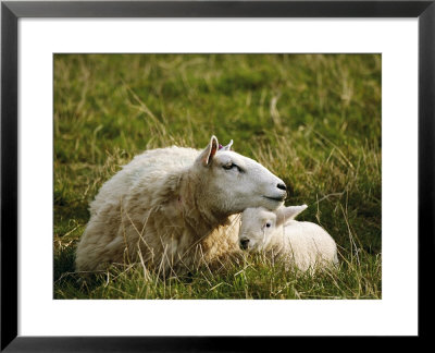 Sheep, Ewe Resting Head On Lamb, Scotland by Keith Ringland Pricing Limited Edition Print image