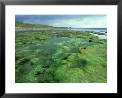 Seaweed On Shore, Caithness, Scotland by Iain Sarjeant Pricing Limited Edition Print image
