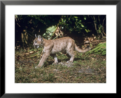 Florida Cougar, Juvenile, 3 Months Old, Florida, Usa by Frank Schneidermeyer Pricing Limited Edition Print image