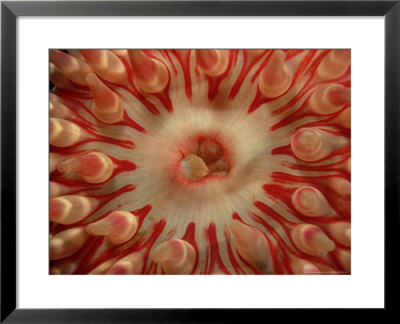Dahlia Anemone, West Scotland by Sue Scott Pricing Limited Edition Print image