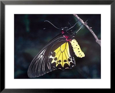 Common Birdwing Butterfly, Troides Helena by Alastair Shay Pricing Limited Edition Print image