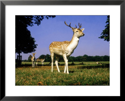 Fallow Deer, Stag, Richmond Park by Alastair Shay Pricing Limited Edition Print image