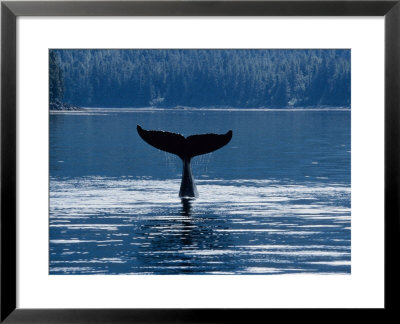 Humpback Whales, Raising Fluke Over Surface, Ak, Usa by Gerard Soury Pricing Limited Edition Print image