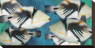 Huma Picasso Triggerfish Ii by Melinda Bradshaw Pricing Limited Edition Print image