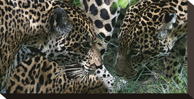 Jaguar by Melinda Bradshaw Pricing Limited Edition Print image