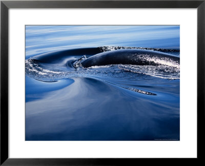 Fin Whale, Playing, Sea Of Cortez by Gerard Soury Pricing Limited Edition Print image
