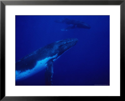 Humpback Whales, Mother And Calf, Polynesia by Gerard Soury Pricing Limited Edition Print image