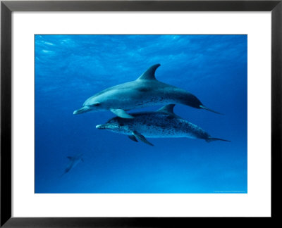 Atlantic Spotted Dolphins, Bahamas, Caribbean by Gerard Soury Pricing Limited Edition Print image