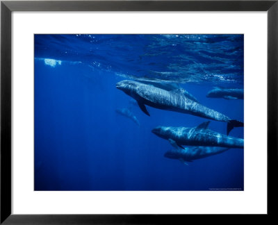 Melon-Headed Whale, Marquises Archipelago, Polynesia by Gerard Soury Pricing Limited Edition Print image