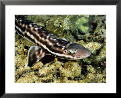 Marbled Catshark On Sea Floor, Indonesia by Gerard Soury Pricing Limited Edition Print image