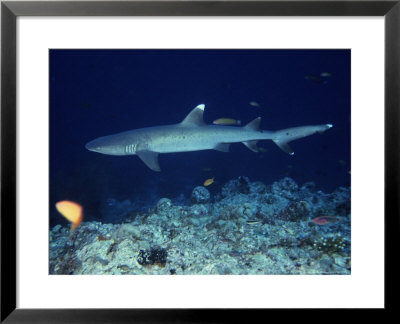 Whitetip Reef Sharks, Swimming, Maldives by Gerard Soury Pricing Limited Edition Print image