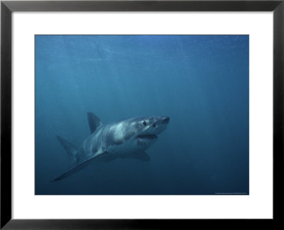 Great White Shark, Swimming, S. Africa by Gerard Soury Pricing Limited Edition Print image