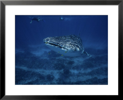 Whale Shark, With Swimmers, Australia by Gerard Soury Pricing Limited Edition Print image
