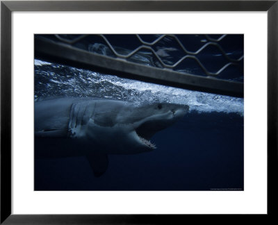 Great White Shark, Swimming By Cage, S. Australia by Gerard Soury Pricing Limited Edition Print image