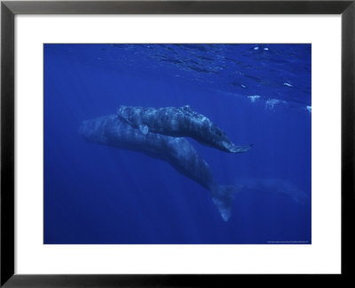 Sperm Whale, Mother And Calf, Azores, Portugal by Gerard Soury Pricing Limited Edition Print image