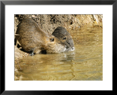 Coypu Or Nutria, Pair On Riverbank, France by Gerard Soury Pricing Limited Edition Print image