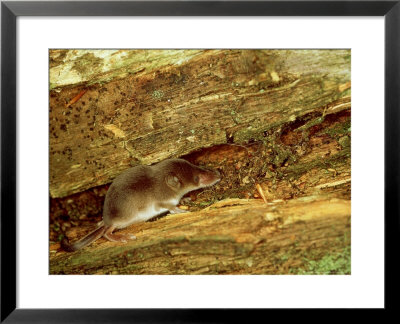 Common Shrew, Young, Uk by Les Stocker Pricing Limited Edition Print image
