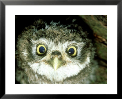 Little Owl, 3 Weeks Old, England, Uk by Les Stocker Pricing Limited Edition Print image