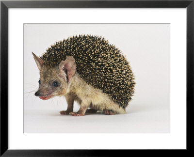 Long Eared Hedgehog by Les Stocker Pricing Limited Edition Print image