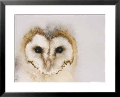 Barn Owl, Portrait Of Face by Les Stocker Pricing Limited Edition Print image