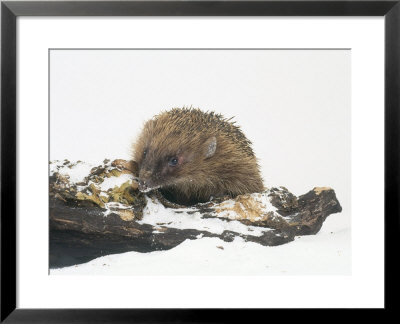 Hedgehog, Erinaceus Europaeus by Les Stocker Pricing Limited Edition Print image