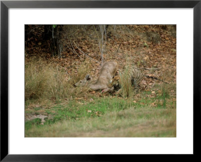 Tiger, With Sambar Prey, India by Satyendra K. Tiwari Pricing Limited Edition Print image