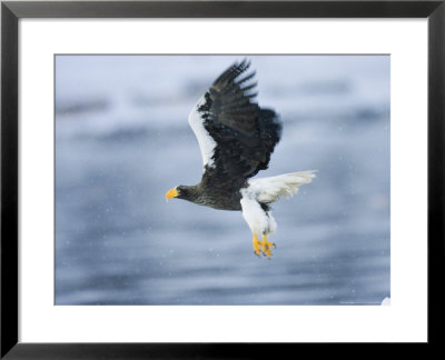 Stellars Sea Eagle, Flying Over Water With Talons Extended, Japan by Roy Toft Pricing Limited Edition Print image