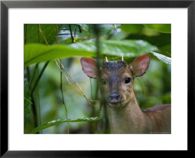 Red Brocket Deer, Portrait, Costa Rica by Roy Toft Pricing Limited Edition Print image