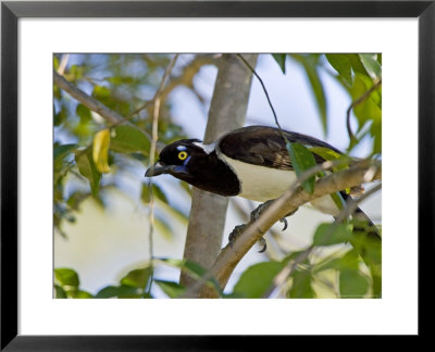 White-Naped Jay, Perched On Branch In Forest, Brazil by Roy Toft Pricing Limited Edition Print image